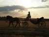 Coches de Caballos