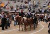 Coches de Caballos