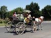 Coches de Caballos