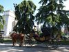 Coches de Caballos