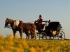 Coches de Caballos