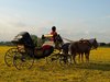 Coches de Caballos